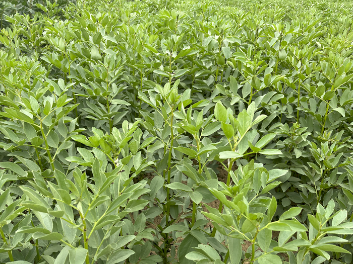 Fast-growing faba beans – a runner in shorter growing seasons?