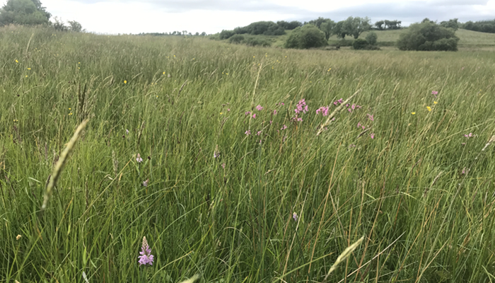 Improving your ACRES score