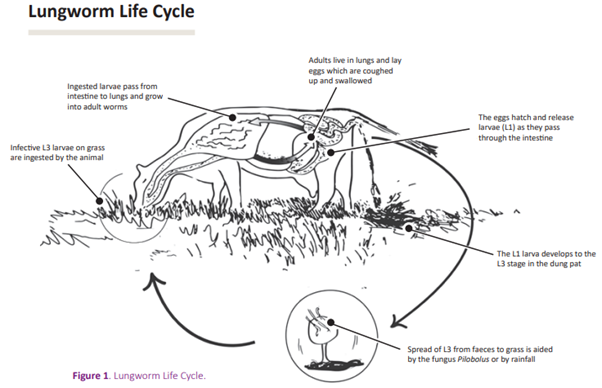 Lungworm life cycle AHI