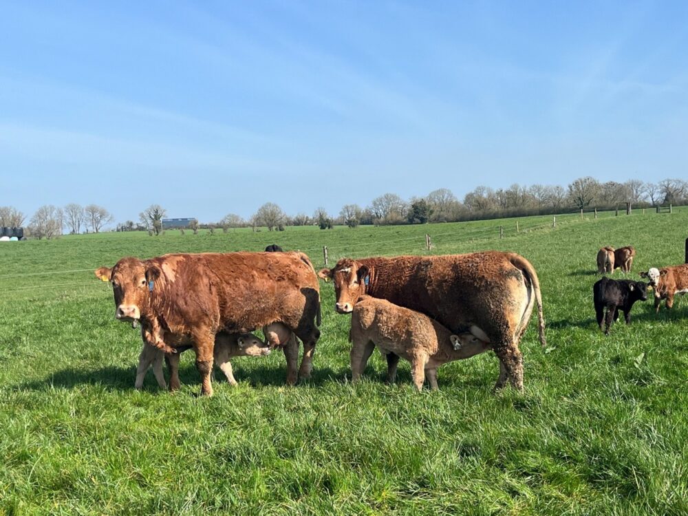 Calved cows feeding their calves at grass
