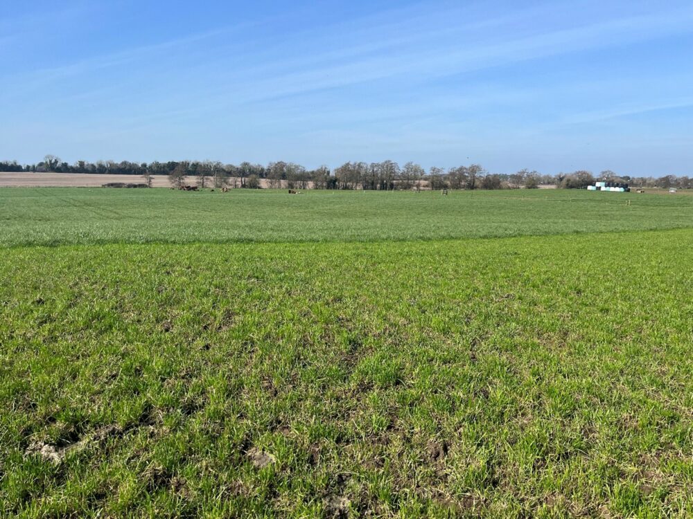 Regrowths on grazed paddock