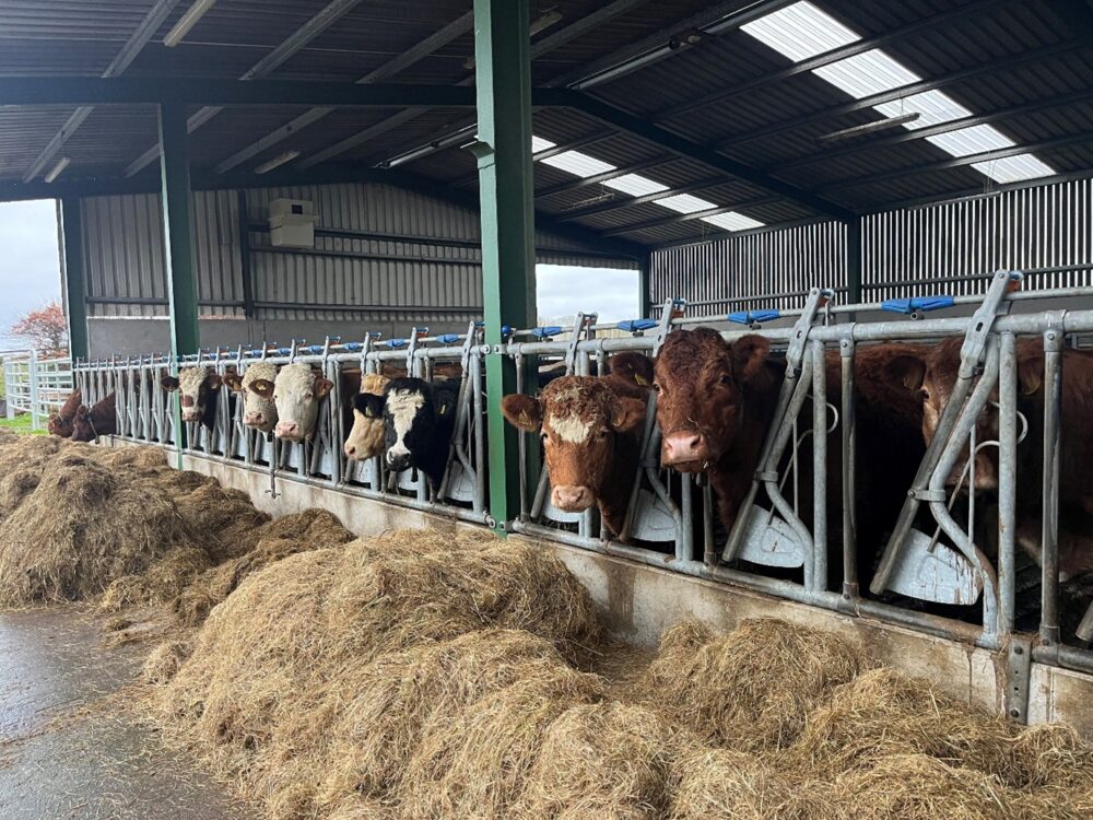 Suckler cows in shed