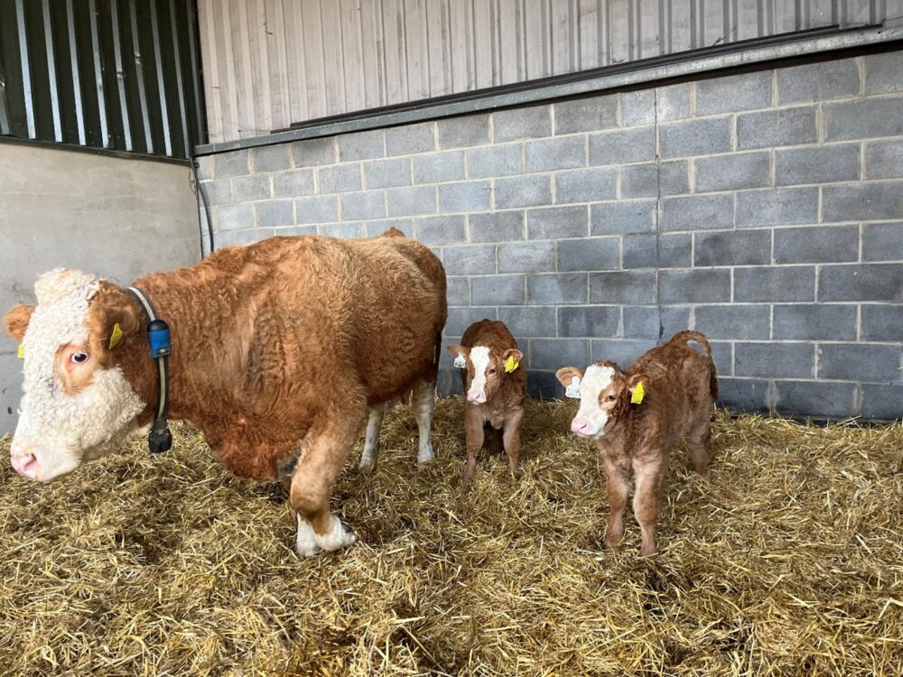 Twin calves with their mother in a straw bedded area