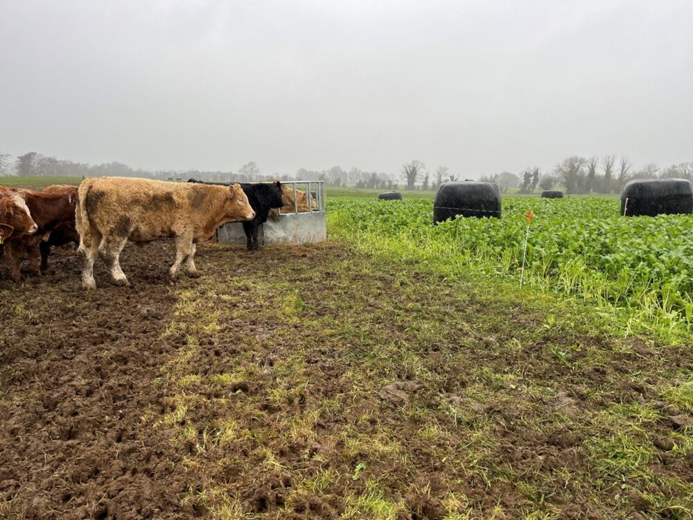 Weanlings on catch crop with silage supplied