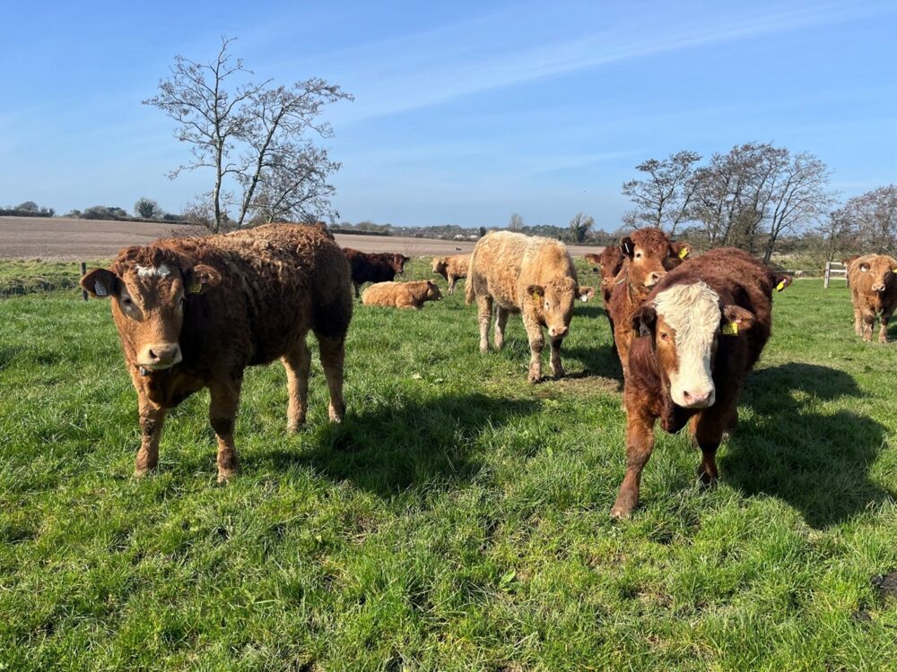 Continental yearlings in grass paddock