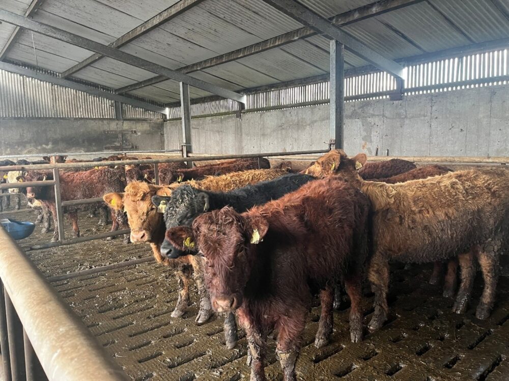 Weanling suckler heifers in a shed