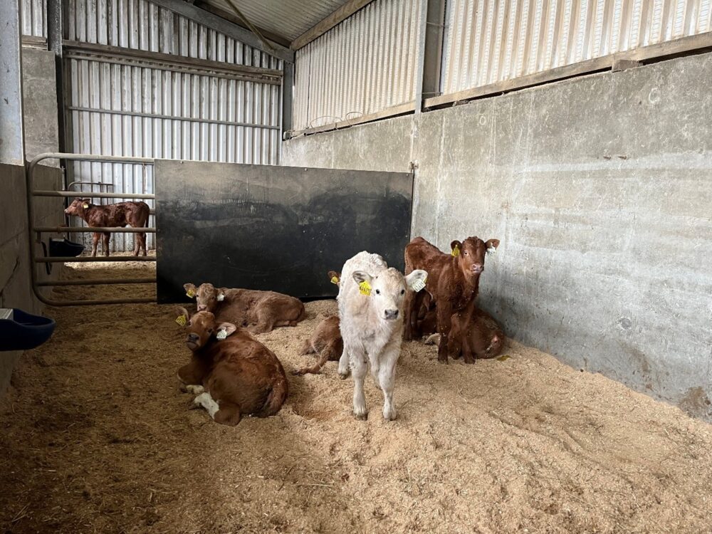 Spring born calves lying in creep area of shed