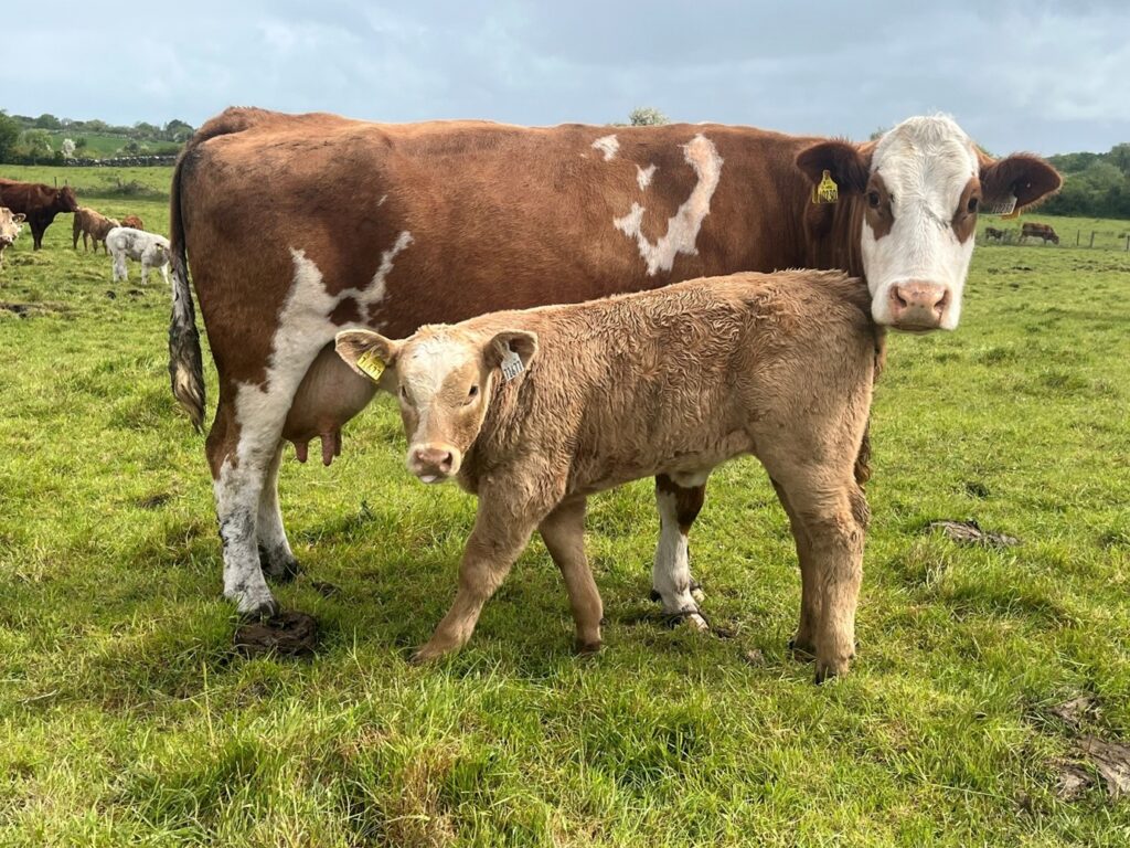 Simmental cow with Charolais heifer calf at foot