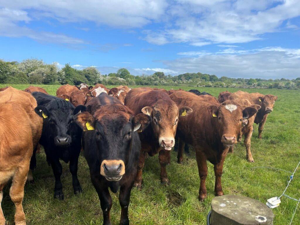 Breeding heifers with LM bull