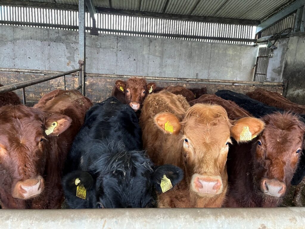 Weanling heifers in a slatted shed