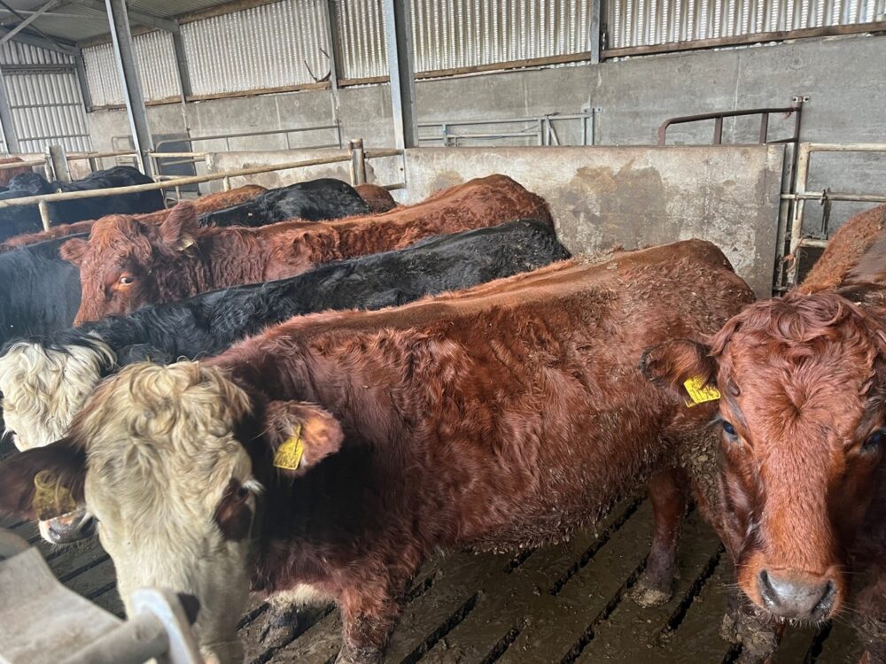 In calf heifers in a pen