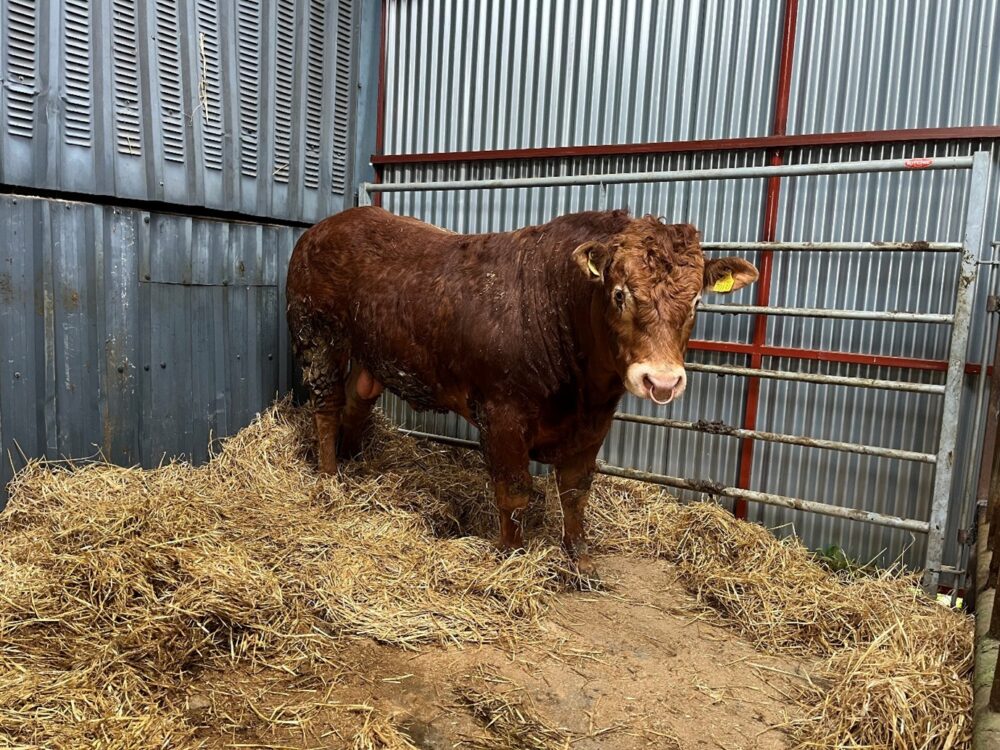 New Limousin bull on straw bed in shed pen