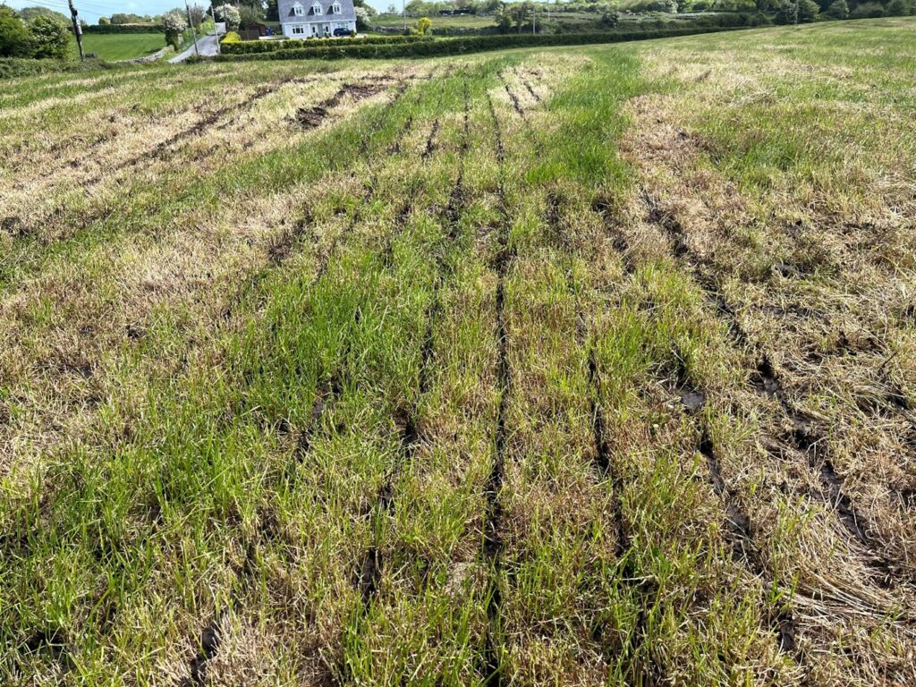 Red clover 1 week after cutting, with slurry on it spread by LESS
