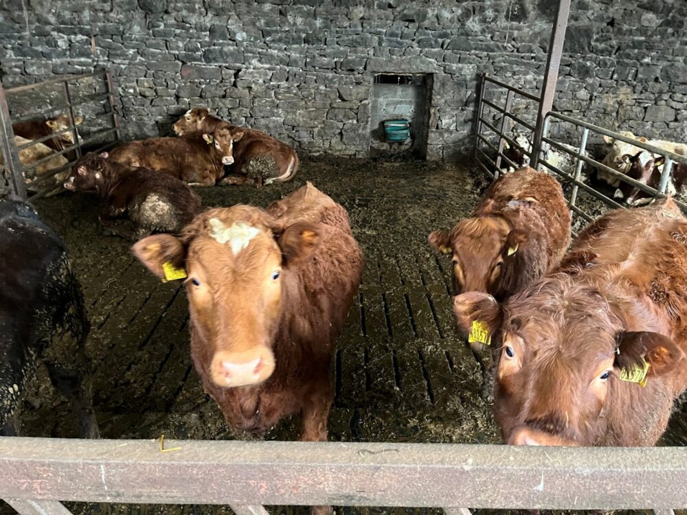Weanling heifers in slatted shed