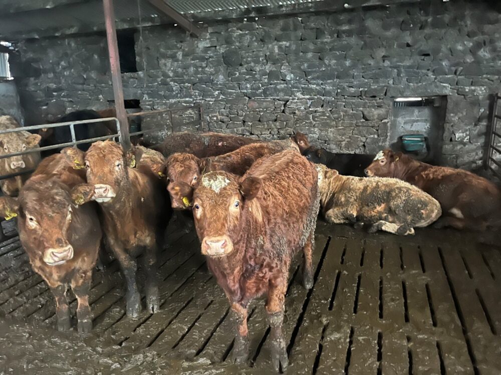 Weanling heifers in slatted shed