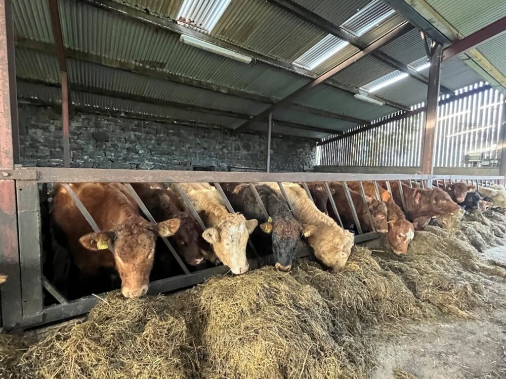 Suckler weanlings eating silage