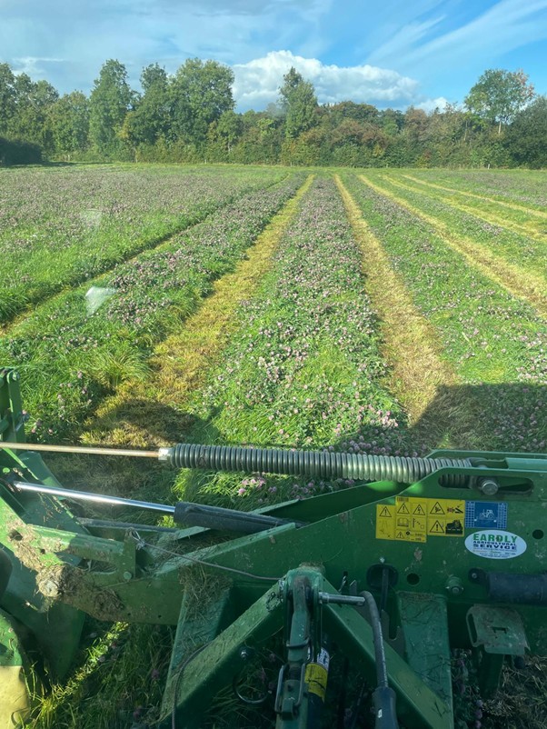 Mowing red clover silage in sunny weather