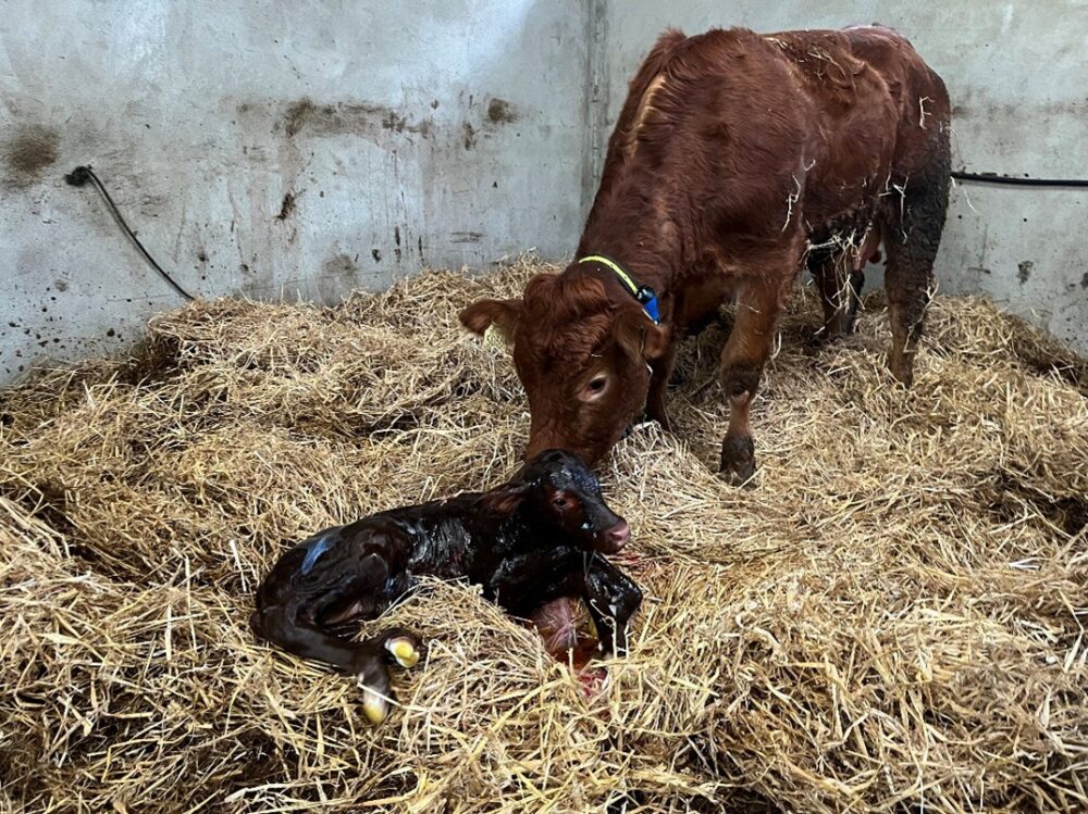 Freshly born calf in pen with cow
