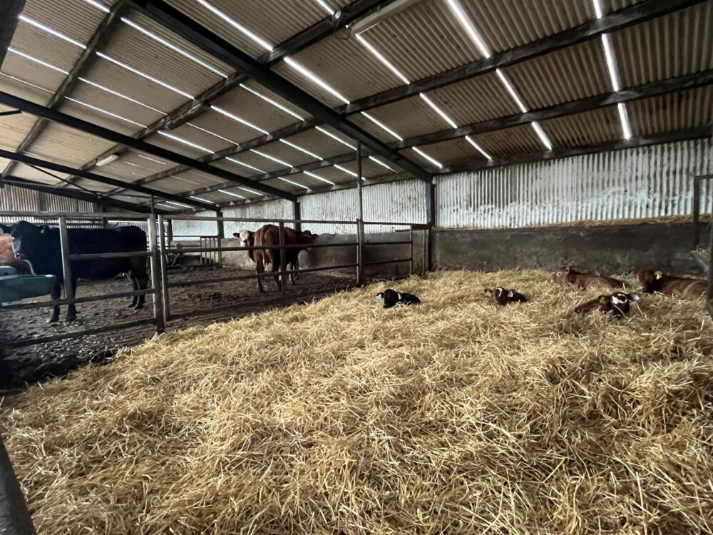 Newborn suckler calves lying down in well-bedded straw creep area