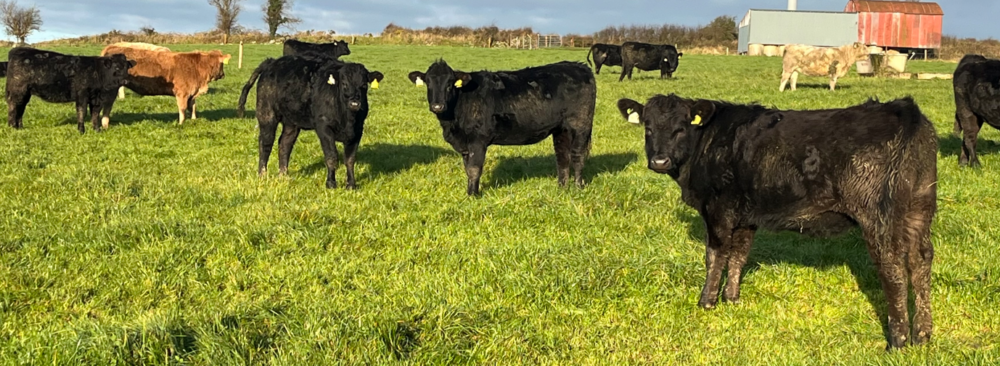 Heifer weanlings at grass on a sunny day