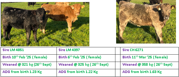 Weanling photos and details