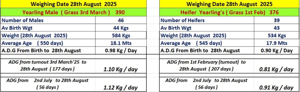 Yearlings weights as described above