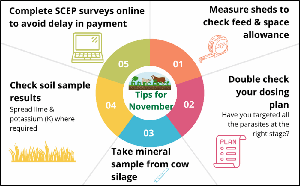 Top tips for November 2025 re dosing, taking a mineral sample from cow silage, measuring shed space, completing SCEP surveys online & checking soil sample results