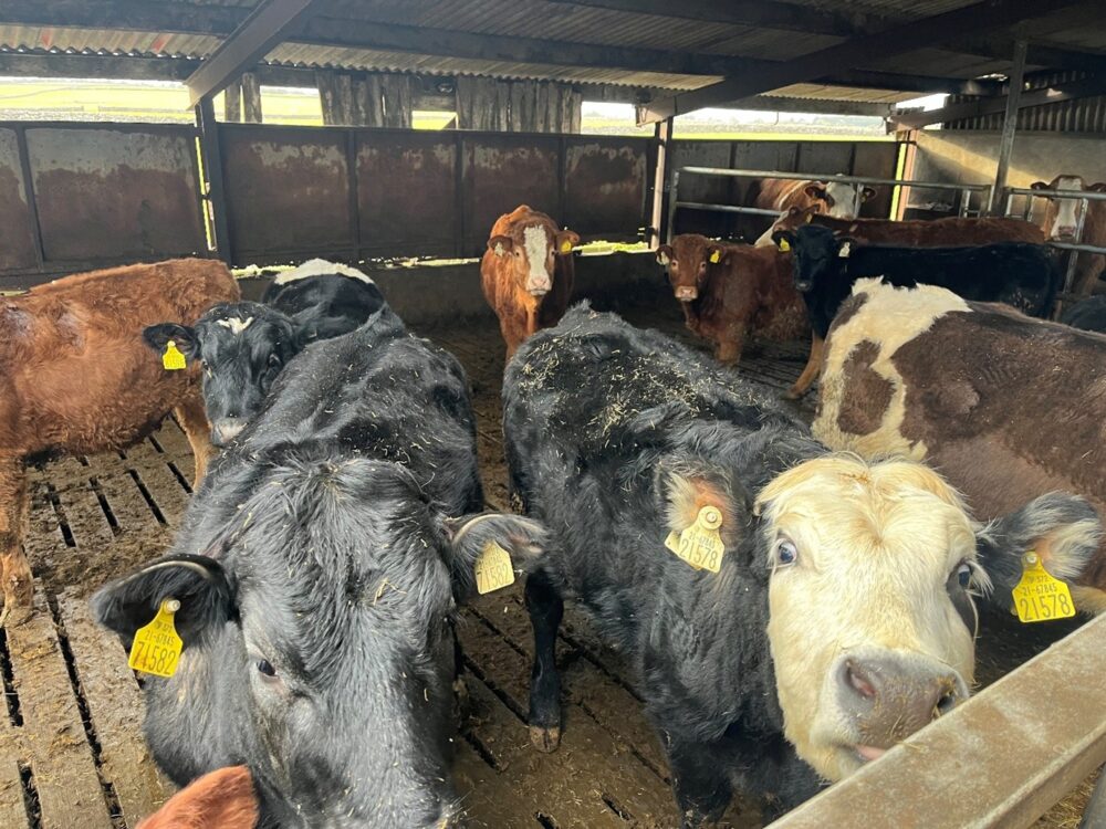Breeding heifers in a slatted shed