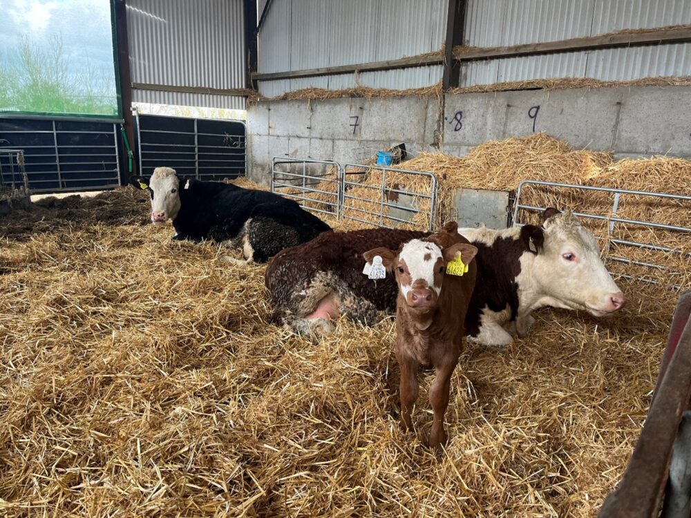 Two first calved heifers with a calf lying in a straw bedded shed