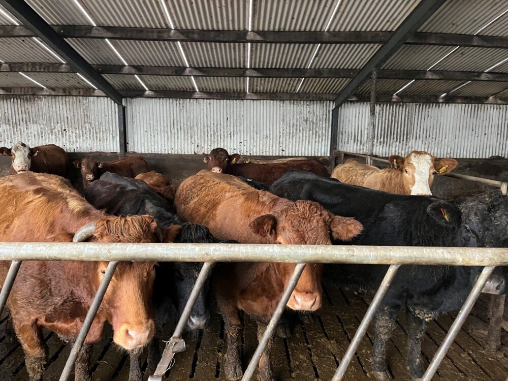 Suckler cows in slatted shed