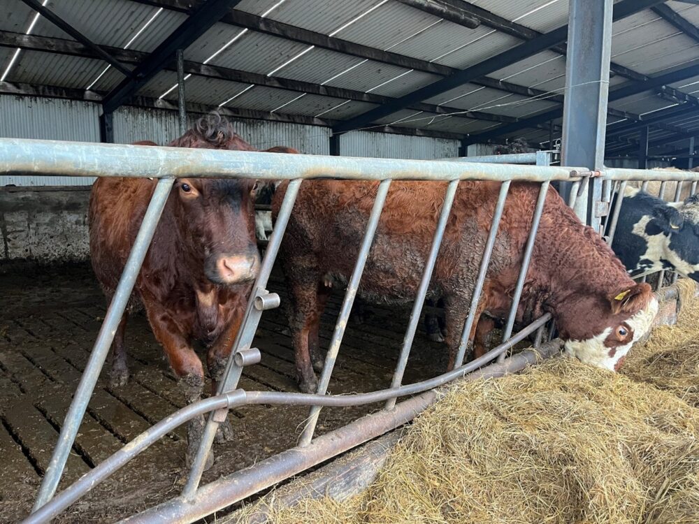 Suckler cows eating silage through feed barrier