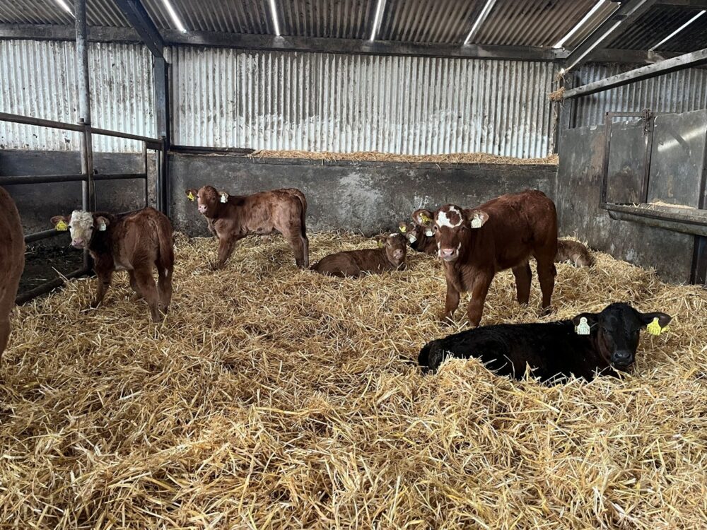 Continental suckler calves lying in a straw bedded creep area