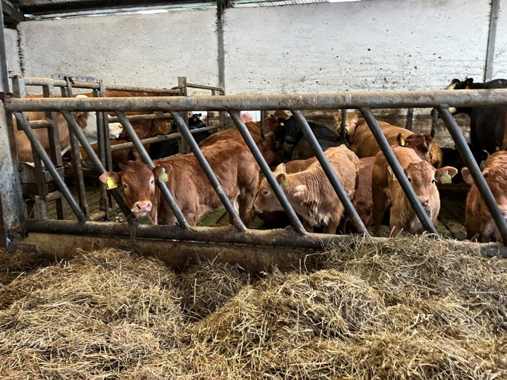 Suckler calves at feed barrier in slatted shed