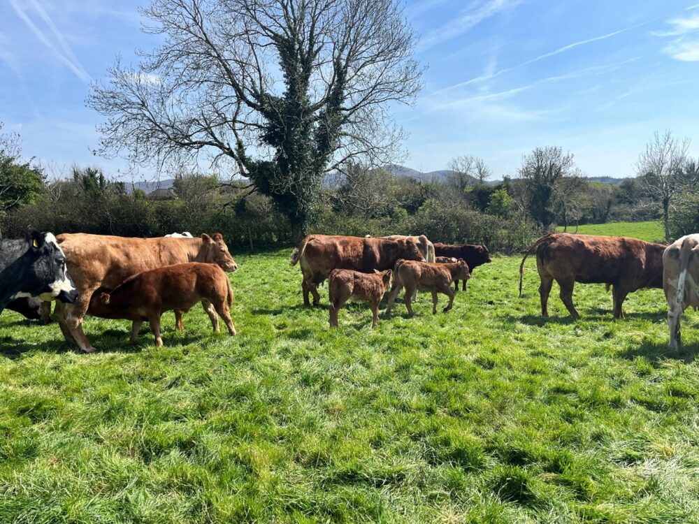 Suckler cows and calves in grass field