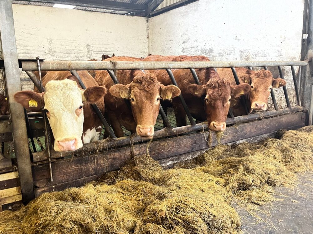 In calf cows at feeding barrier in slatted shed