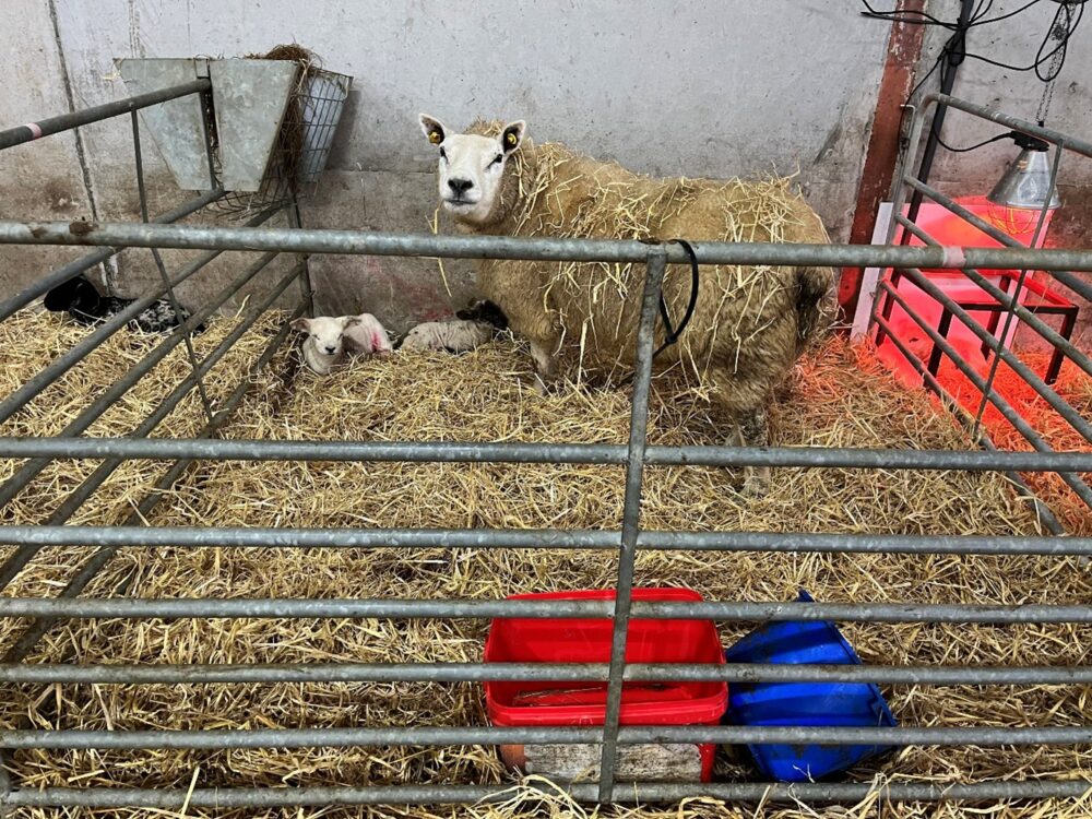 Ewe in lambing pen with her twin lambs
