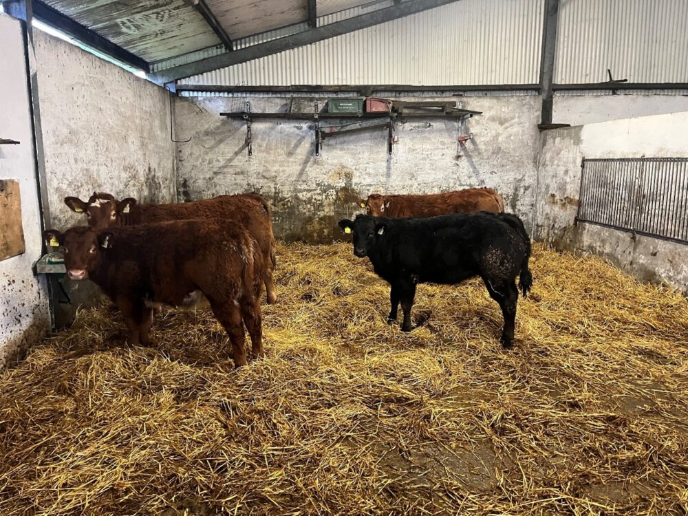 Weanling heifers in straw bedded shed