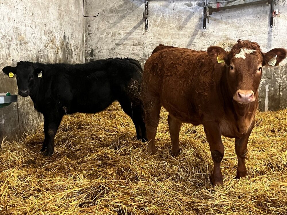 Weanling heifers in shed
