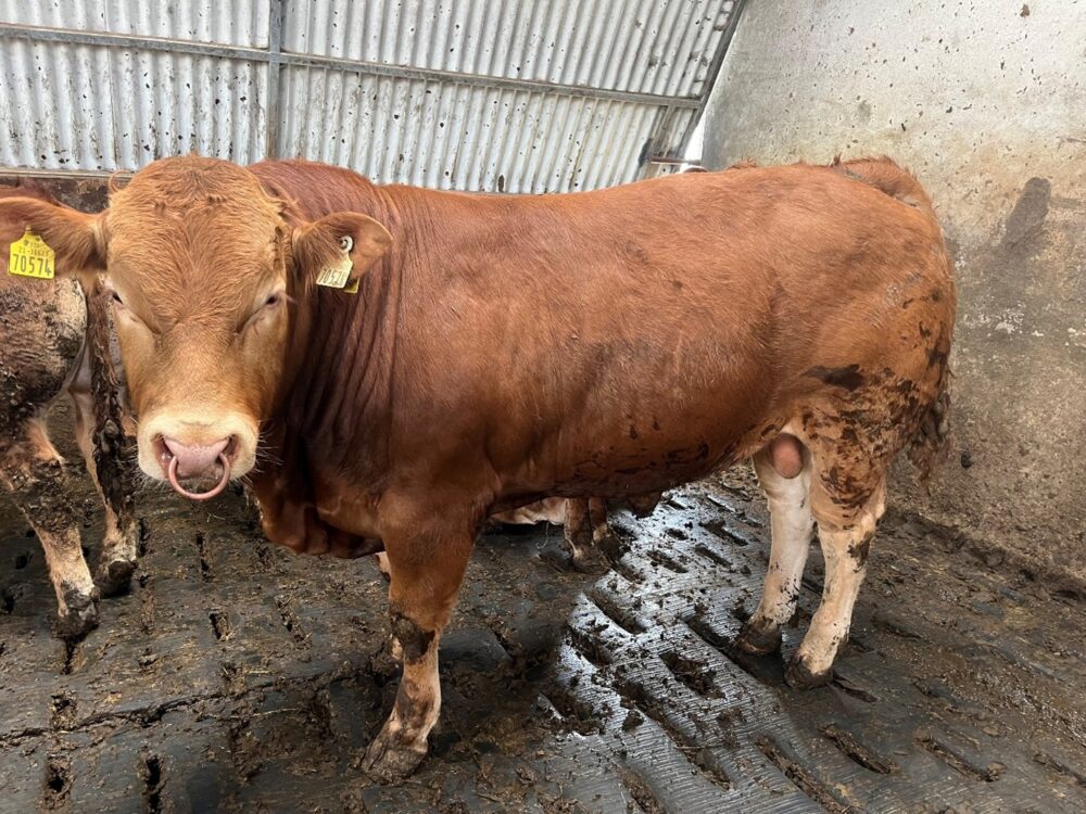 Pedigree Limousin bull that's for sale pictured in slatted shed