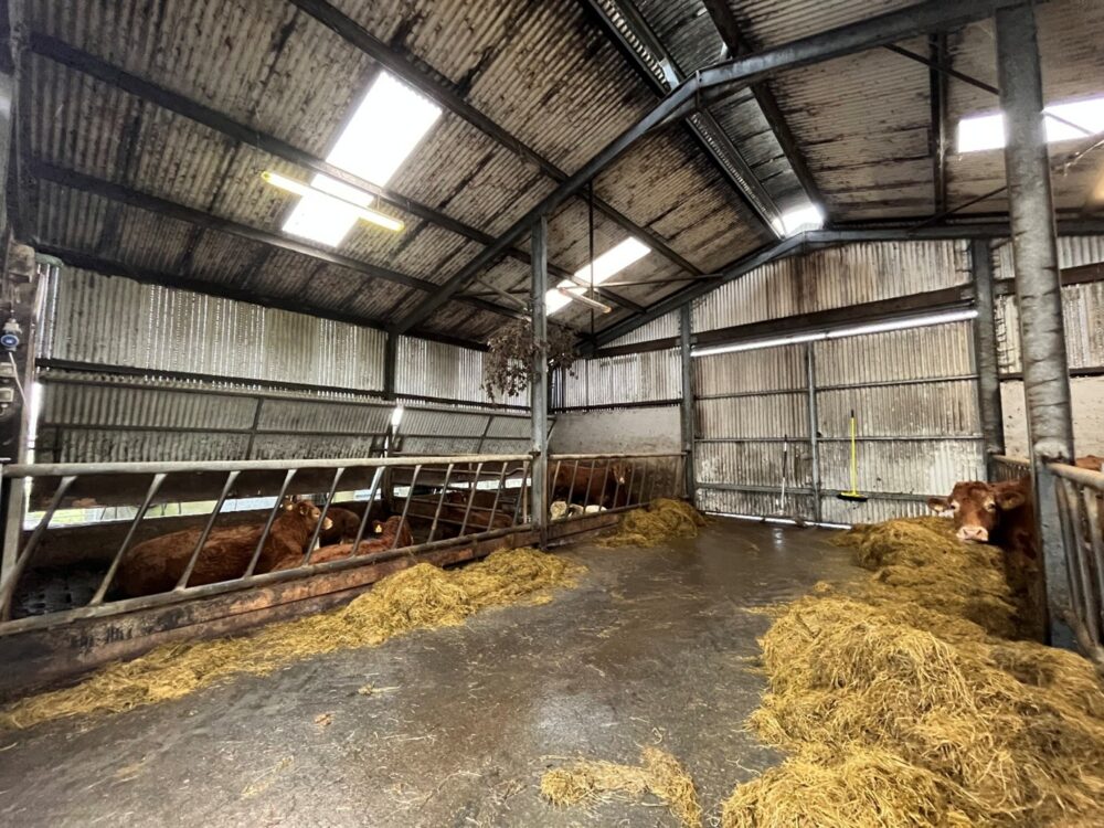 Cattle in pens in slatted shed