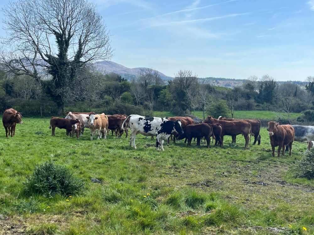 Cows running with bull on outfarm