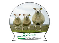 Listen: What to expect at Sheep 2025