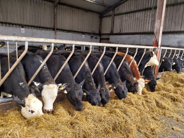 Dairy beef heifers eating silage in the slatted shed