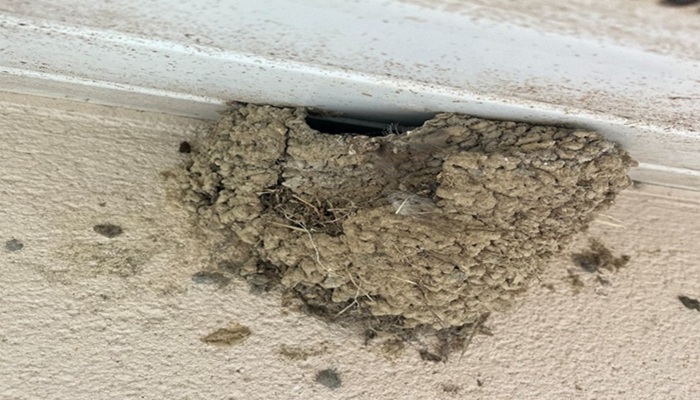 House martin nest