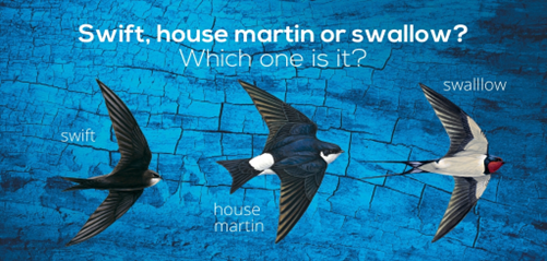 illustration for a swift, house martin, and sparrow