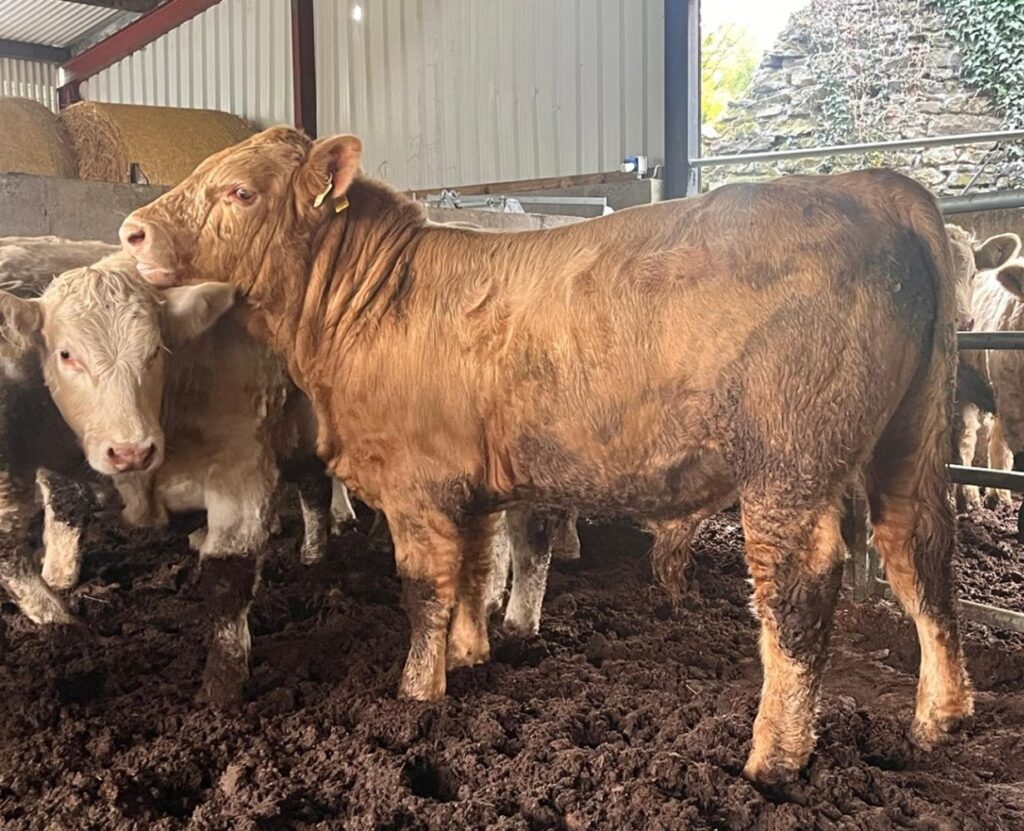 Charolais bull in a shed on the farm