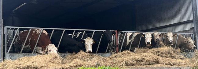 Suckler cows eating silage in shed