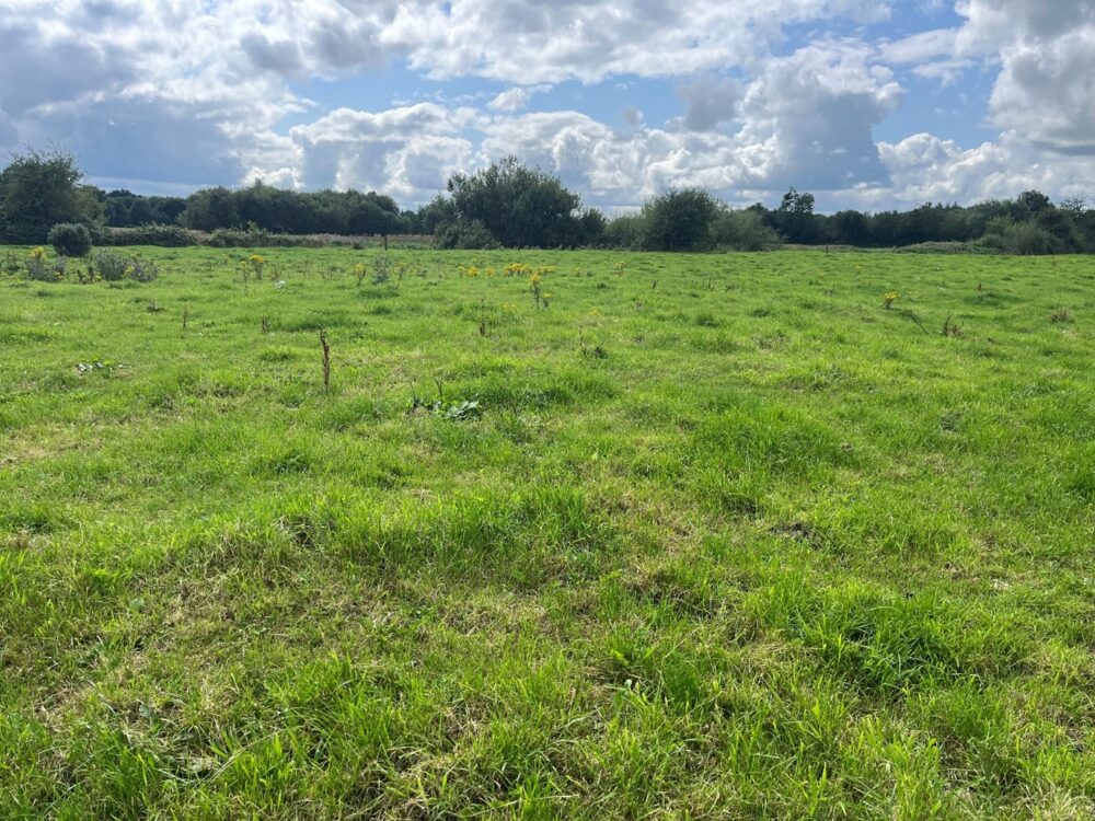 Ragwort plants visible in grass field beside river