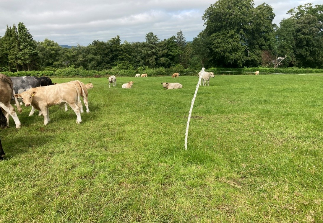 Raised electric fence to allow calves to creep graze