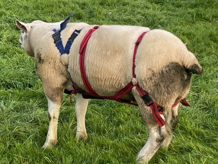 Ram with harness at grass
